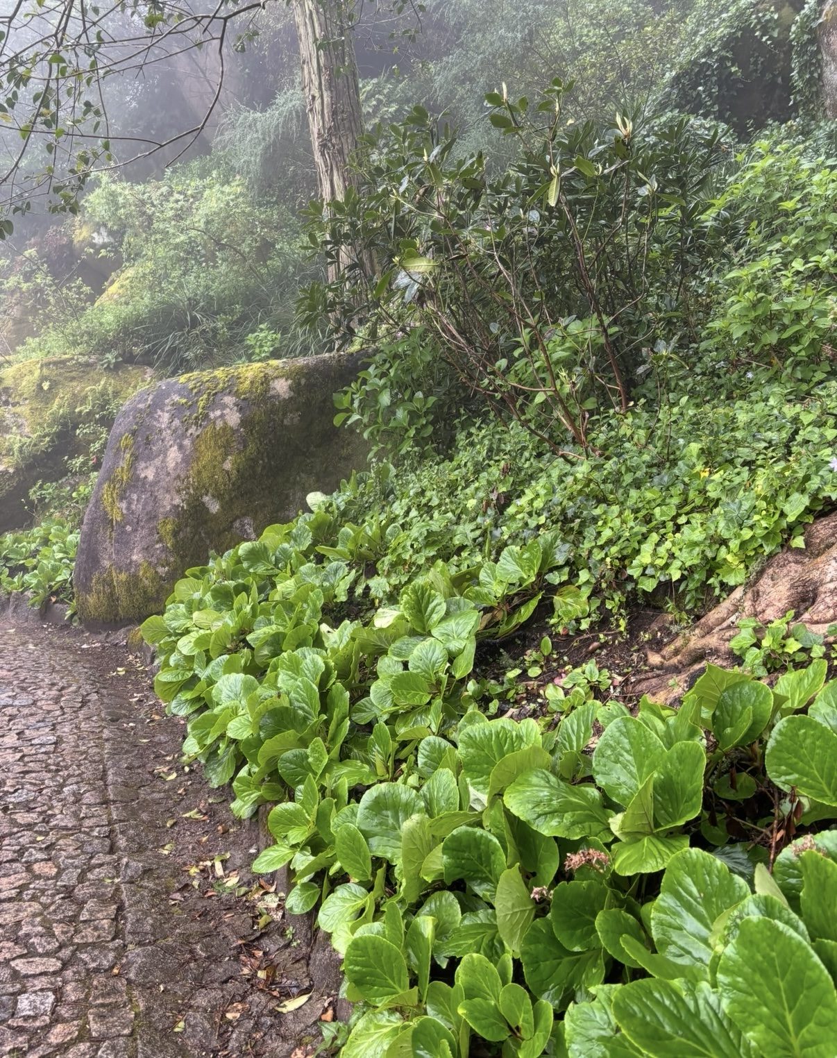 Mossy stone path winding through a misty green forest