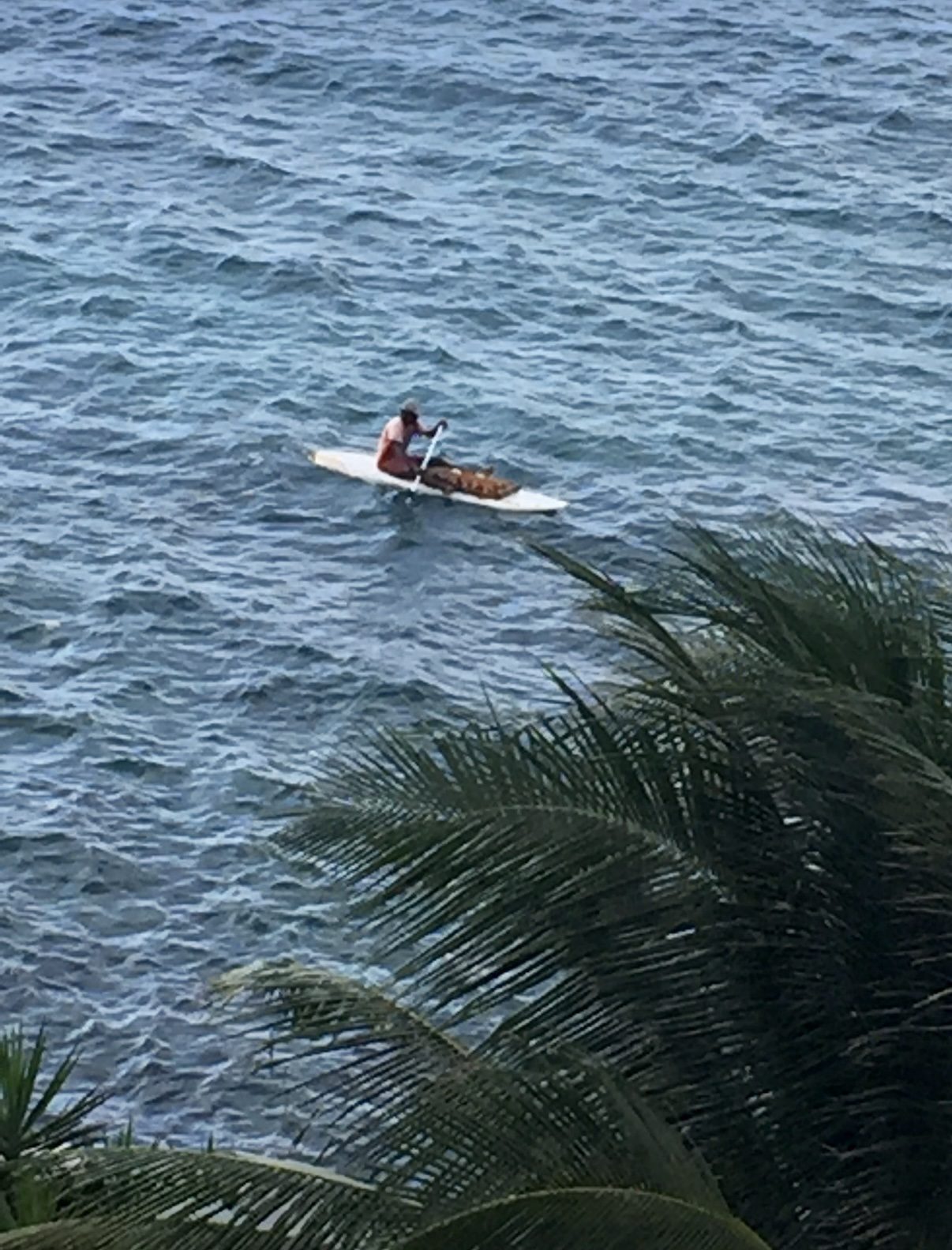 A lone paddler crossing open water, framed by palm fronds
